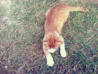 Sylwek