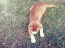 Sylwek