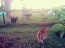 Sylwek